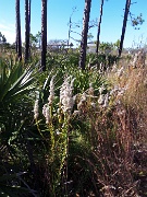 07-walk to the beach